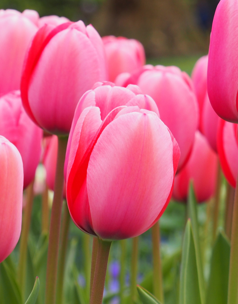 Tulp  Tulipa 'Pink Impression', BIO