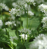 Look (daslook)  Allium ursinum (Daslook) - Stinzenplant - in pot