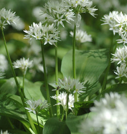 Look (daslook)  Allium ursinum - in pot