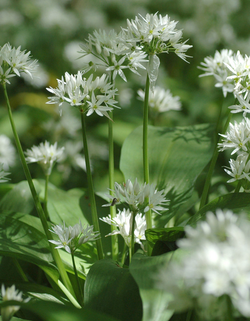 Look (daslook)  Allium ursinum (Daslook) - Stinzenplant - in pot