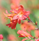 Montbretia  Crocosmia 'Carmine Brilliant' (montbretia) - in pot
