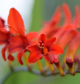 Montbretia  Crocosmia 'Lucifer' (Montbretia) - in pot
