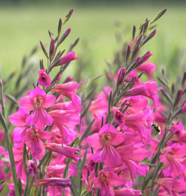 Gladiool  Gladiolus communis ssp. byzantinus - in pot