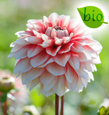 Dahlia  Dahlia 'Larry’s Love', BIO - AANBIEDING