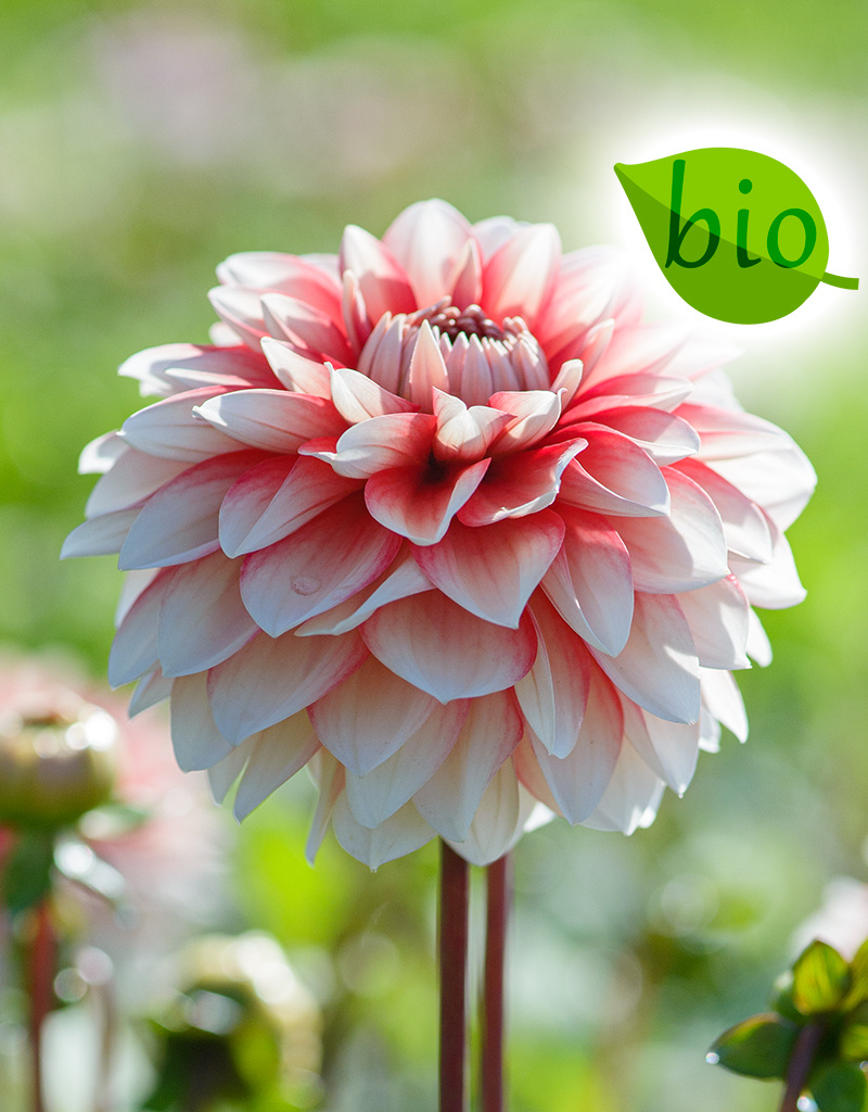 Dahlia  Dahlia 'Larry’s Love', BIO - AANBIEDING