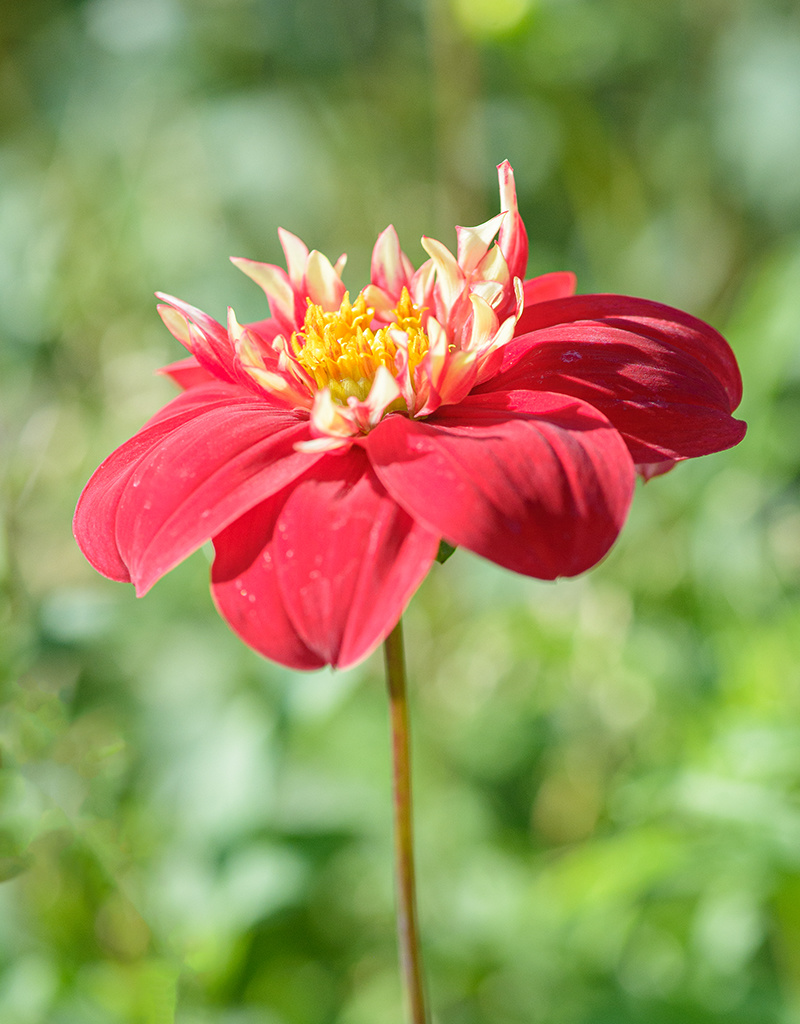 Dahlia  Dahlia 'Impression Festivo', BIO - AANBIEDING