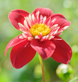 Dahlia  Dahlia 'Impression Festivo', BIO - AANBIEDING