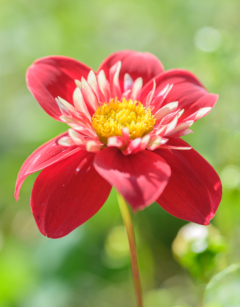 Dahlia  Dahlia 'Impression Festivo', BIO - AANBIEDING