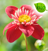Dahlia  Dahlia 'Impression Festivo', BIO - AANBIEDING