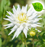 Dahlia  Dahlia 'My Love', BIO - AANBIEDING