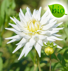 Dahlia  Dahlia 'My Love', BIO - AANBIEDING