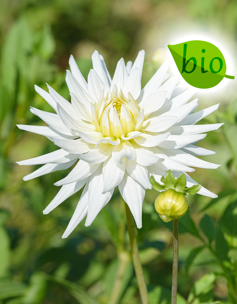 Dahlia  Dahlia 'My Love', BIO - AANBIEDING