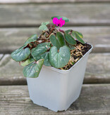 Cyclaam (voorjaar)  Cyclamen coum (Kleine cyclaam) - in pot