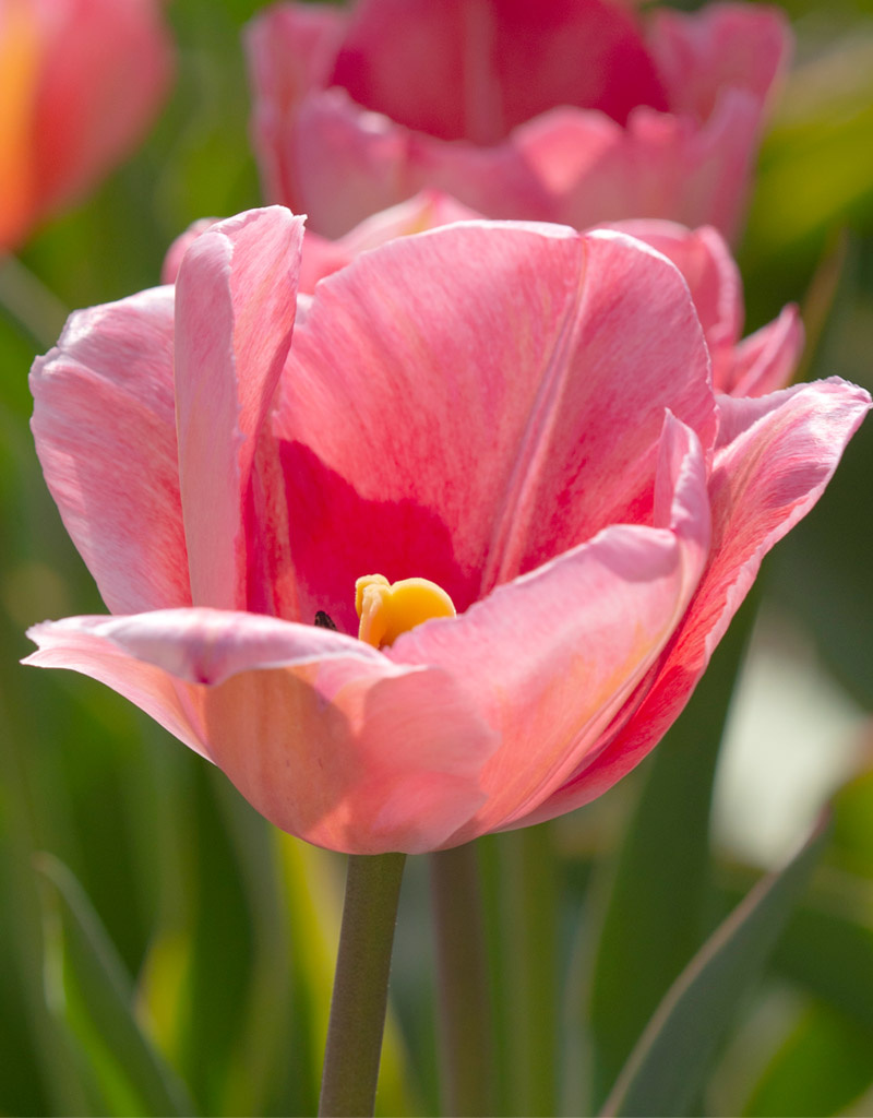 Tulp  Tulipa 'Design Impression', BIO