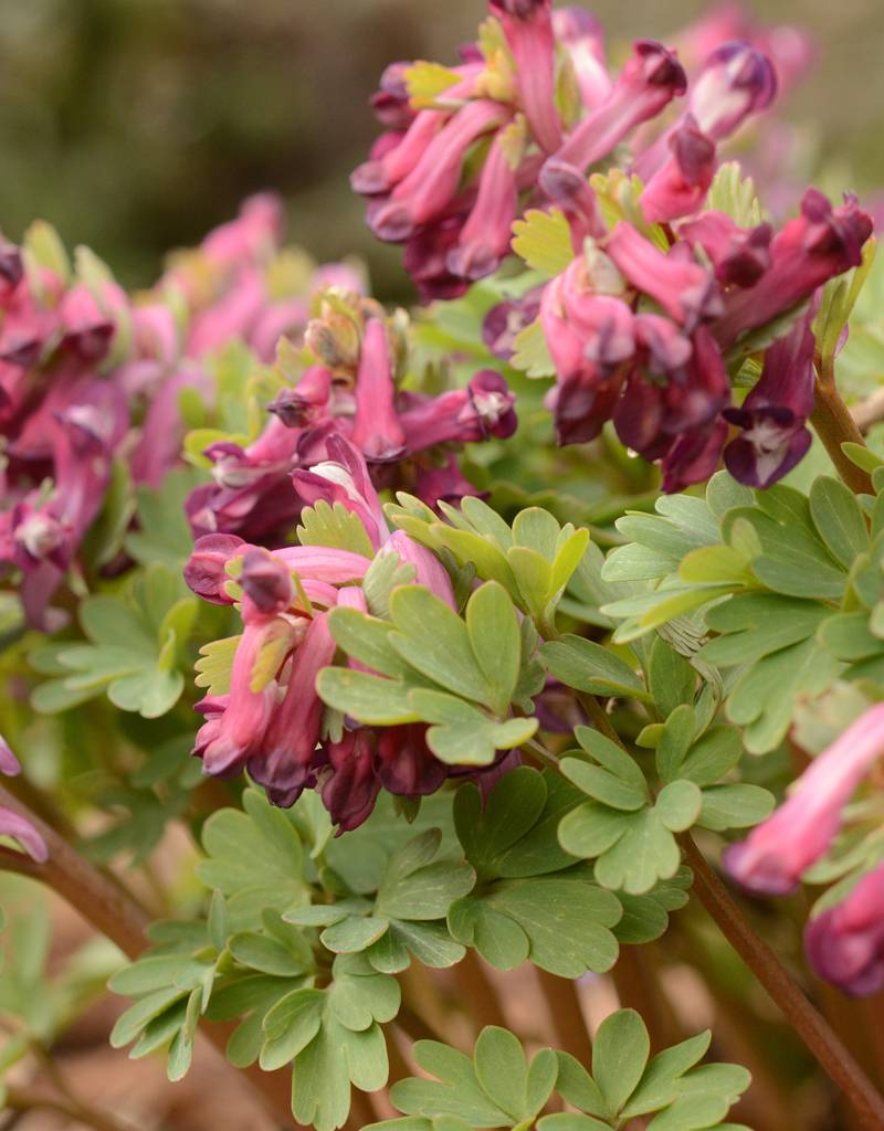Vingerhelmbloem  Corydalis solida 'Purple Bird' (Vingerhelmbloem) - AANBIEDING