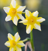 Narcis  Narcissus jonquilla 'New Baby', BIO - AANBIEDING