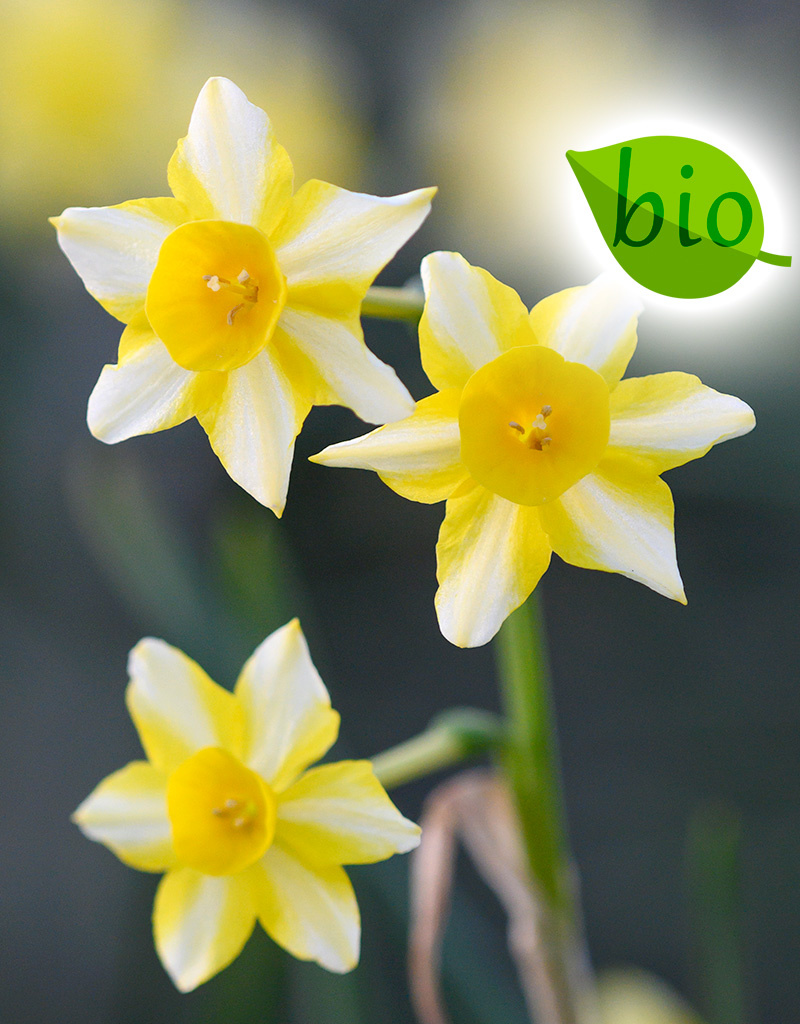 Narcis  Narcissus jonquilla 'New Baby', BIO - AANBIEDING