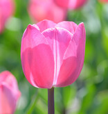 Tulp  Tulipa 'Tineke van der Meer', BIO - AANBIEDING