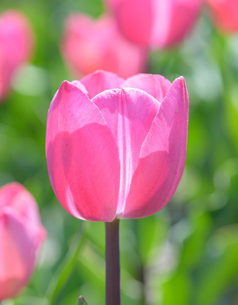 Tulp  Tulipa 'Tineke van der Meer', BIO - AANBIEDING