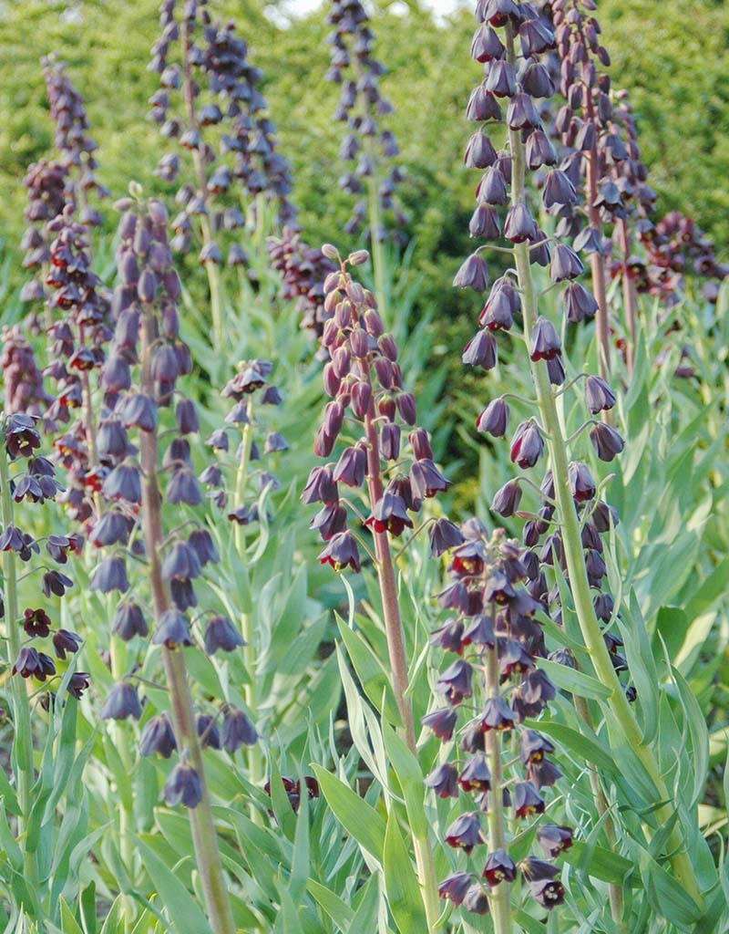 Keizerskroon  Fritillaria persica, BIO (Perzische keizerskroon) - AANBIEDING