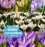 Mix  777 Krokus Hocus Pocus pakket