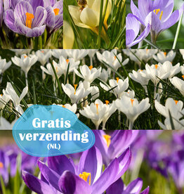 Mix  777 Krokus Hocus Pocus pakket