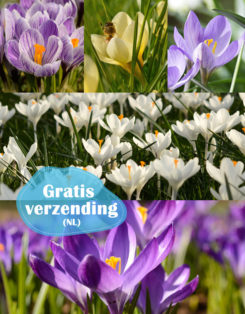 Mix  777 Krokus Hocus Pocus pakket