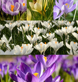 Mix  777 Krokus Hocus Pocus pakket