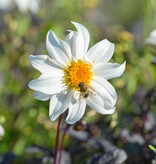 Dahlia  Dahlia 'Little Swan', BIO