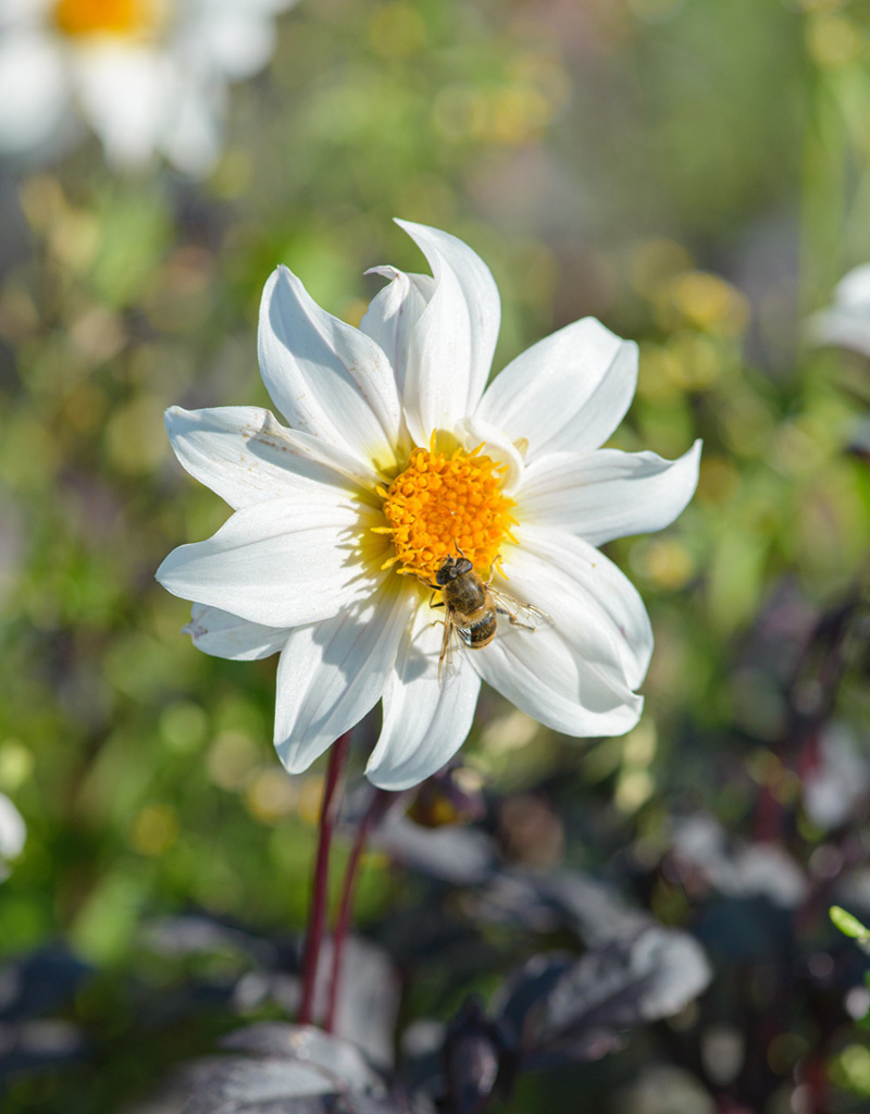 Dahlia  Dahlia 'Little Swan', BIO