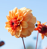 Dahlia  Dahlia 'David Howard', BIO