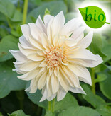 Dahlia  Dahlia 'Café au lait', BIO