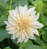 Dahlia  Dahlia 'Café au lait', BIO