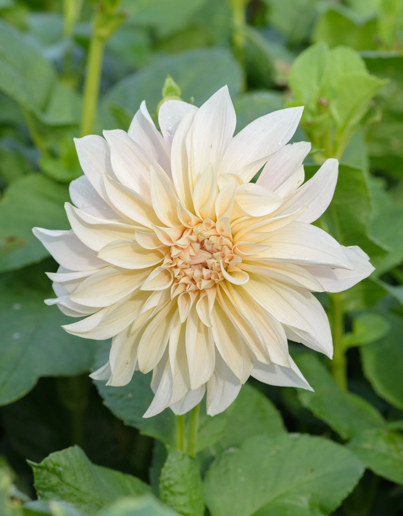 Dahlia  Dahlia 'Café au lait', BIO