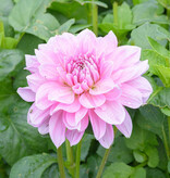 Dahlia  Dahlia 'Lavender Perfection', BIO