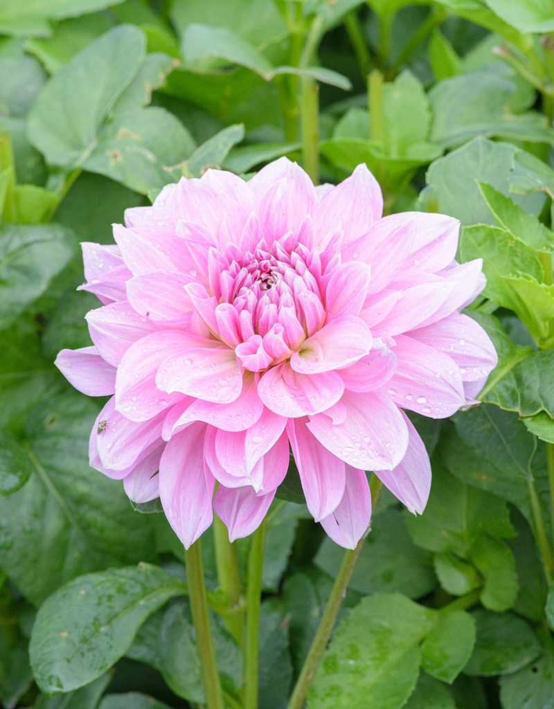 Dahlia  Dahlia 'Lavender Perfection', BIO