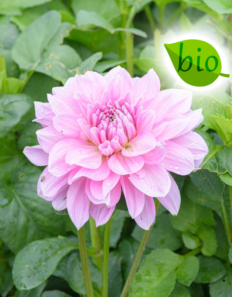 Dahlia  Dahlia 'Lavender Perfection', BIO