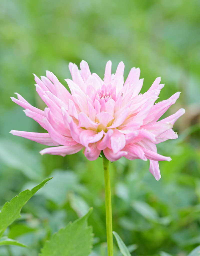 Dahlia  Dahlia 'Park Princess', BIO