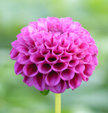 Dahlia  Dahlia 'Rocco', BIO