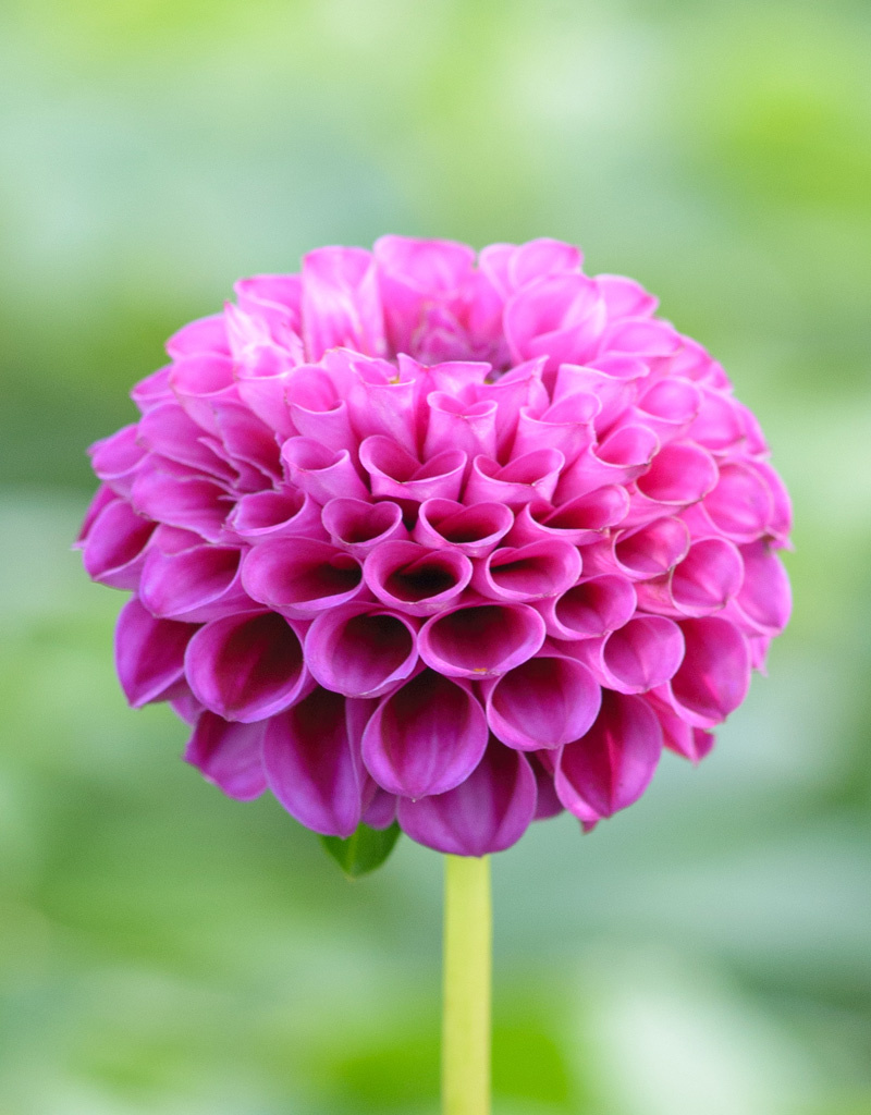 Dahlia  Dahlia 'Rocco', BIO