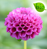 Dahlia  Dahlia 'Rocco', BIO