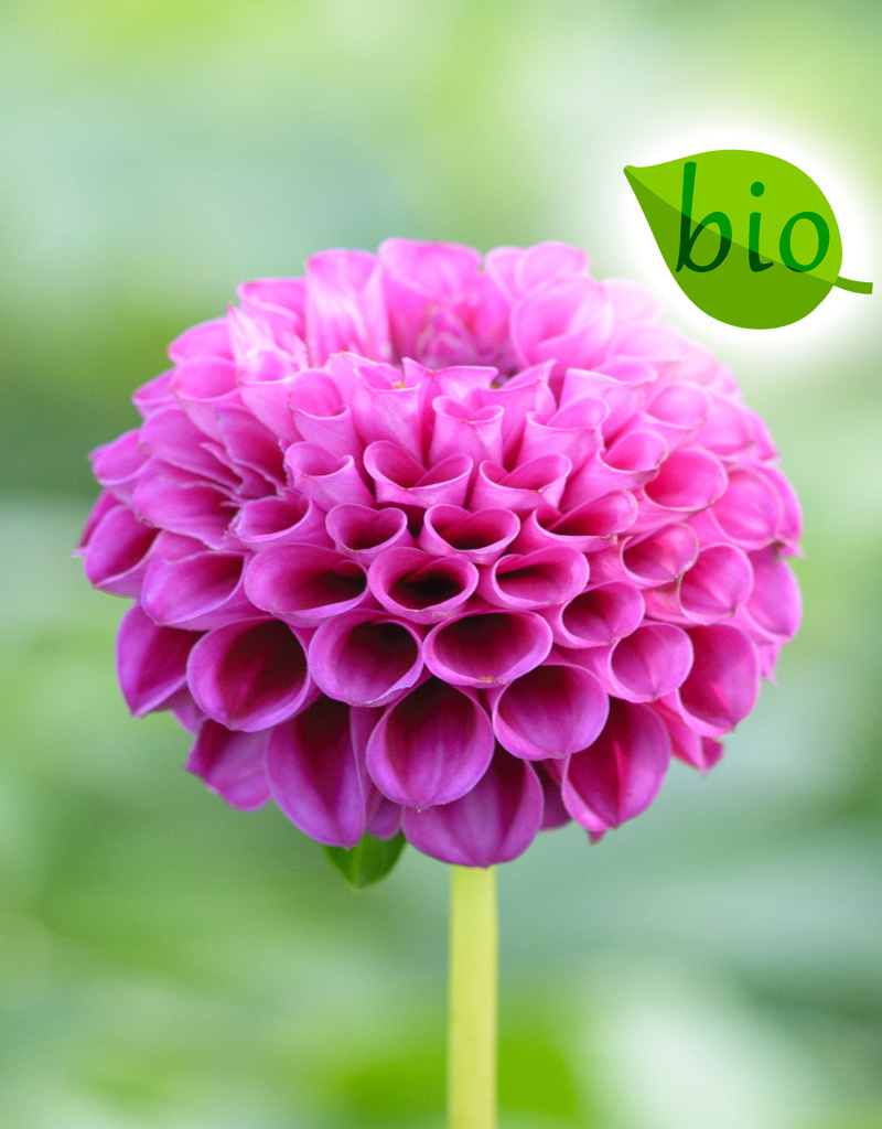 Dahlia  Dahlia 'Rocco', BIO