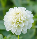 Dahlia  Dahlia 'Snowflake', BIO