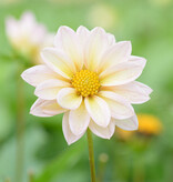 Dahlia  Dahlia 'Topmix Apricot', BIO