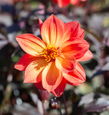 Dahlia  Dahlia 'Dreamy Sunset', BIO