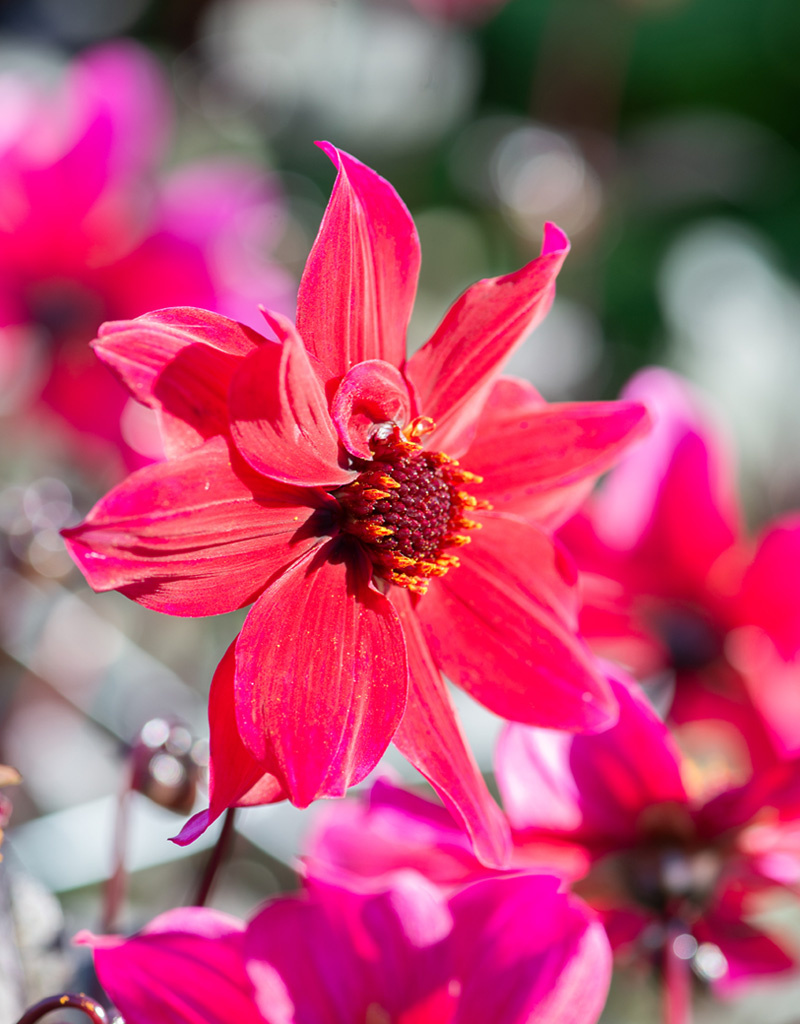 Dahlia  Dahlia 'Pride One', BIO