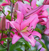 Lelie  Lilium 'Maldano' roze (Lelie) - BIO