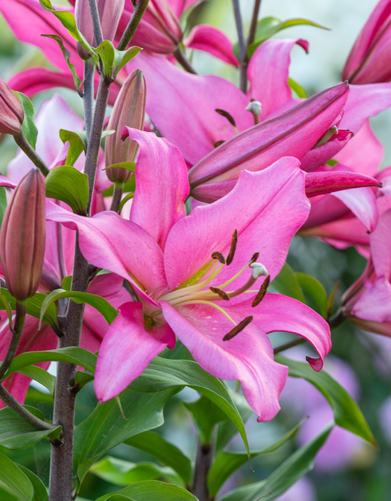 Lelie  Lilium 'Maldano' roze (Lelie) - BIO