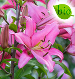 Lelie  Lilium 'Maldano' roze (Lelie) - BIO