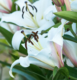 Lelie  Lilium 'Tisento' wit (Lelie) - BIO